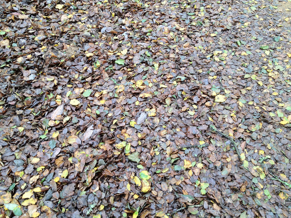 nature pattern color leaves by kaemak