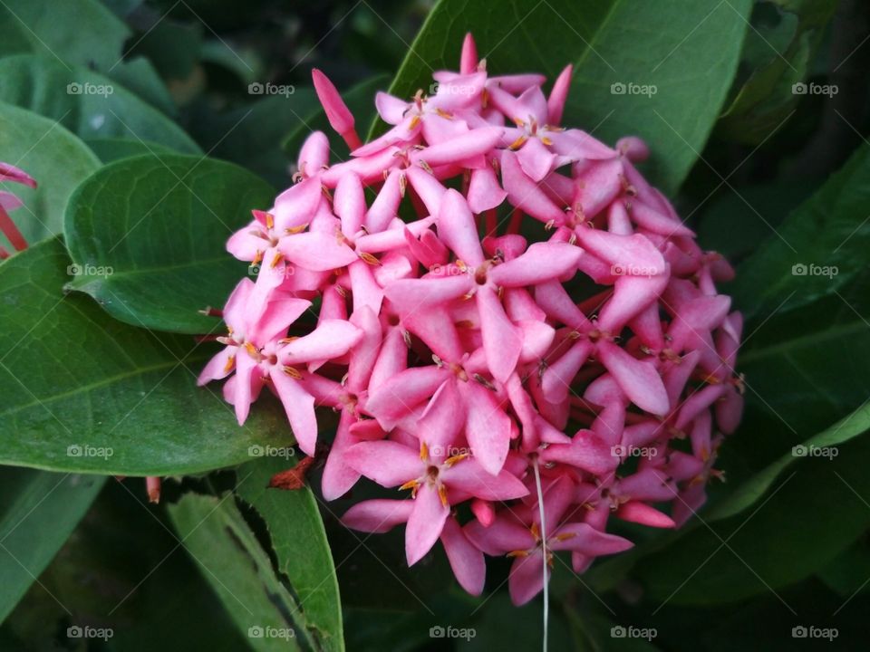 the pink shrub of beautiful flowers !!
