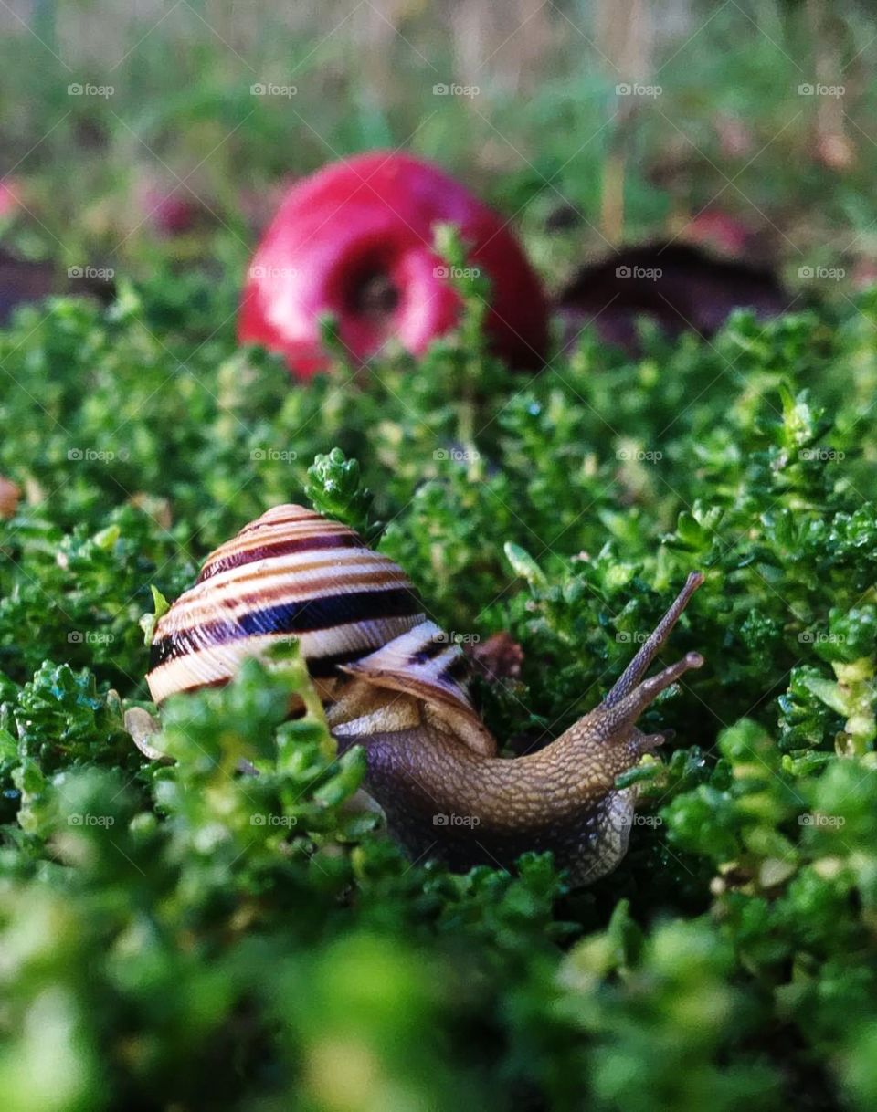 Little cute snail walking in cosy garden with bright red apple on the ground. 