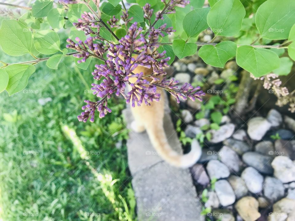 Gorgeous morning for an orange tabby cat to stroll along the landscaping blocks!! 