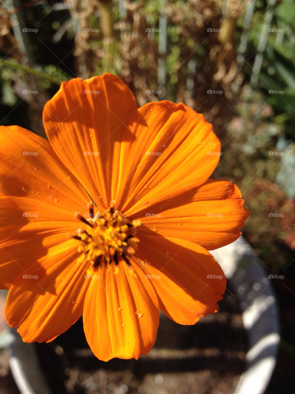 Orange Flower in Pot Plant