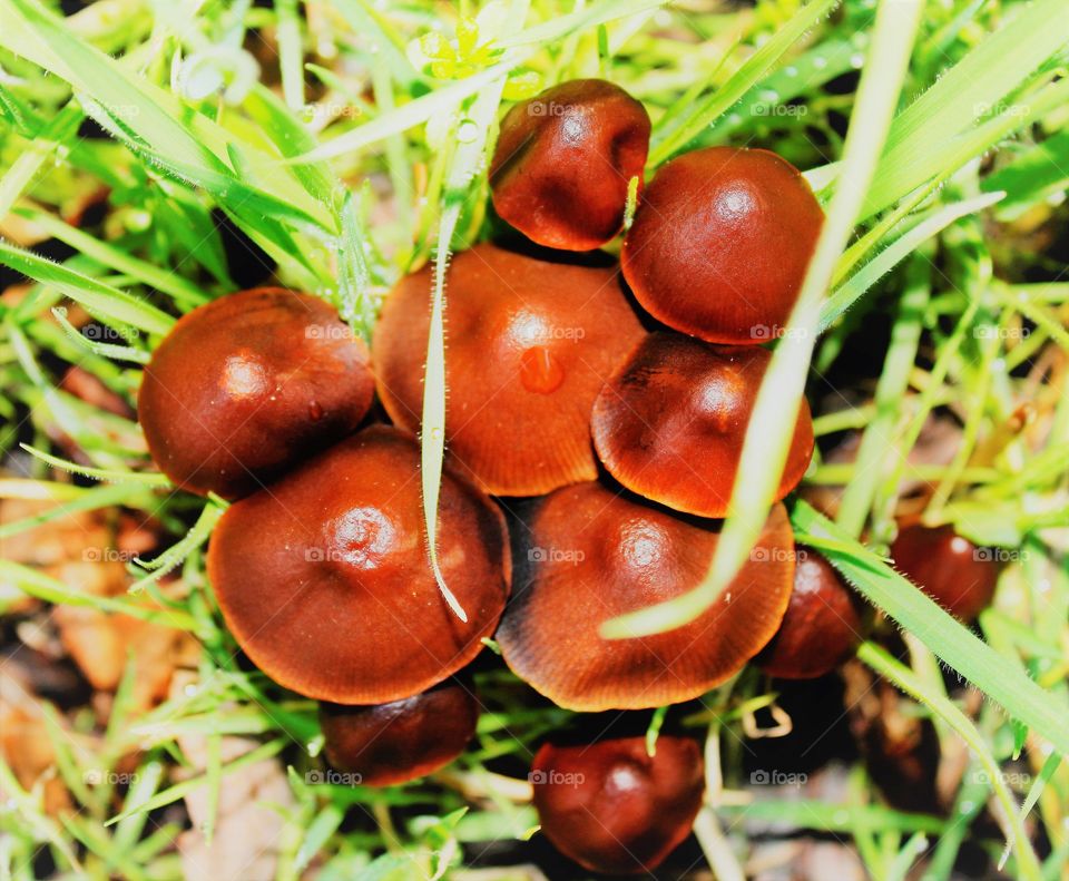 brown mushrooms growing in the tall grass and open field