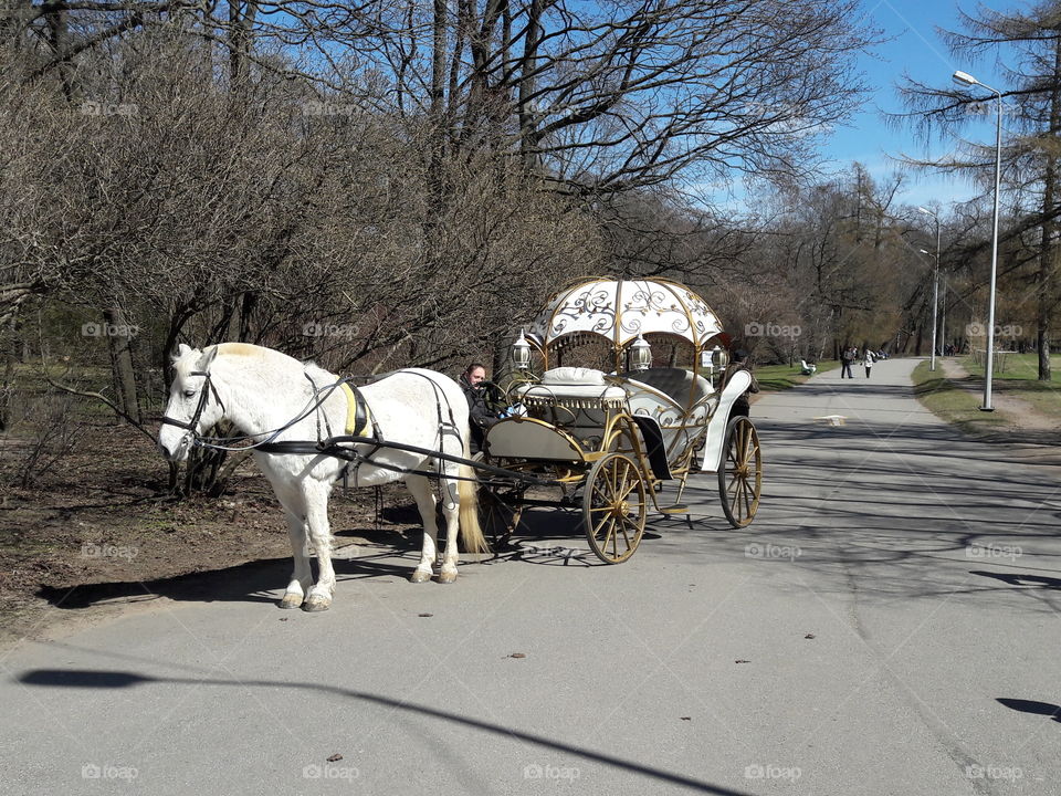 park spring time sun sunny colors colorful nature wild plants flowers amazing stunning cool nice weather hot lovely sky forest grass view splendid