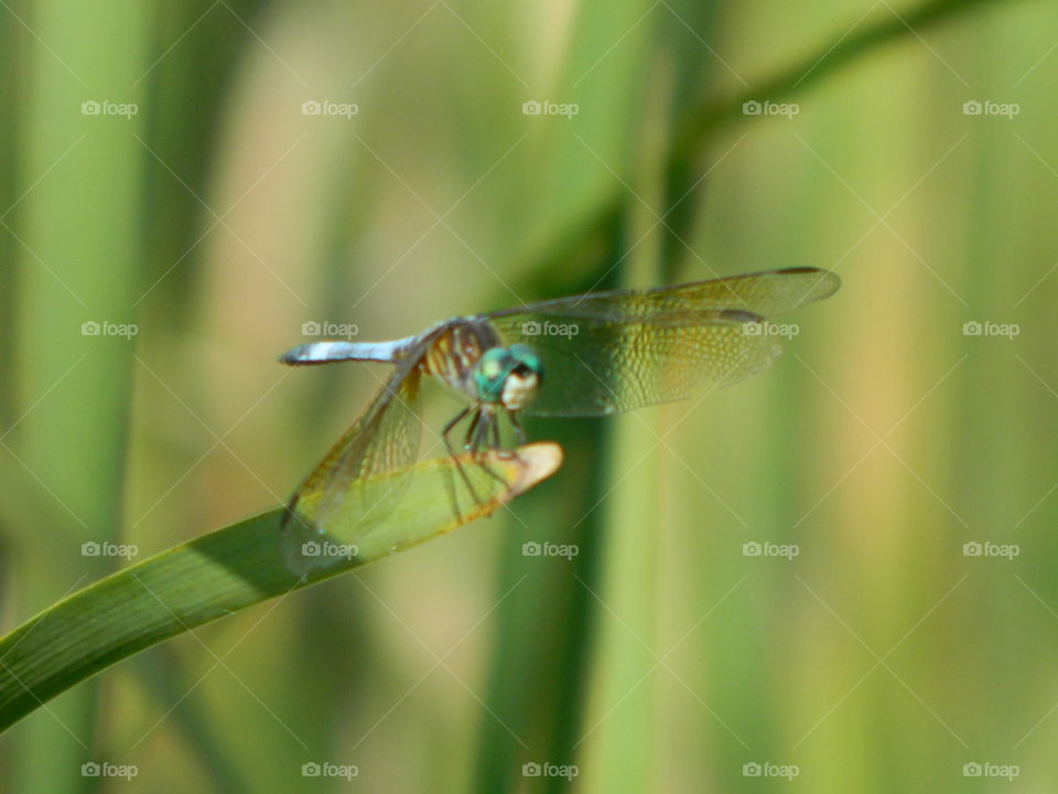 dragonfly