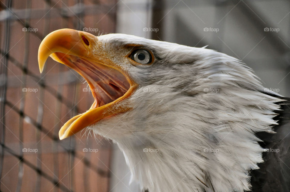 center bird eagle fauna by refocusphoto