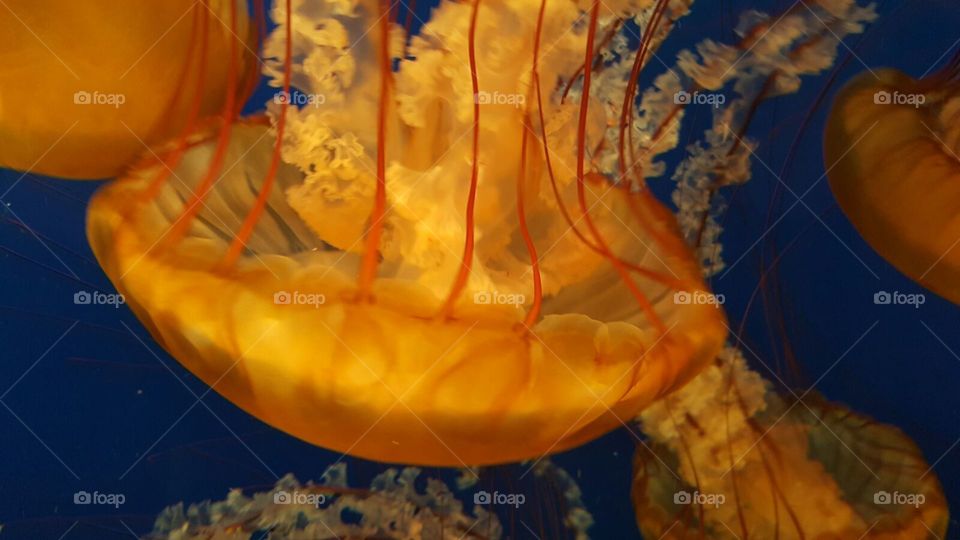 jelly fish frill and tails