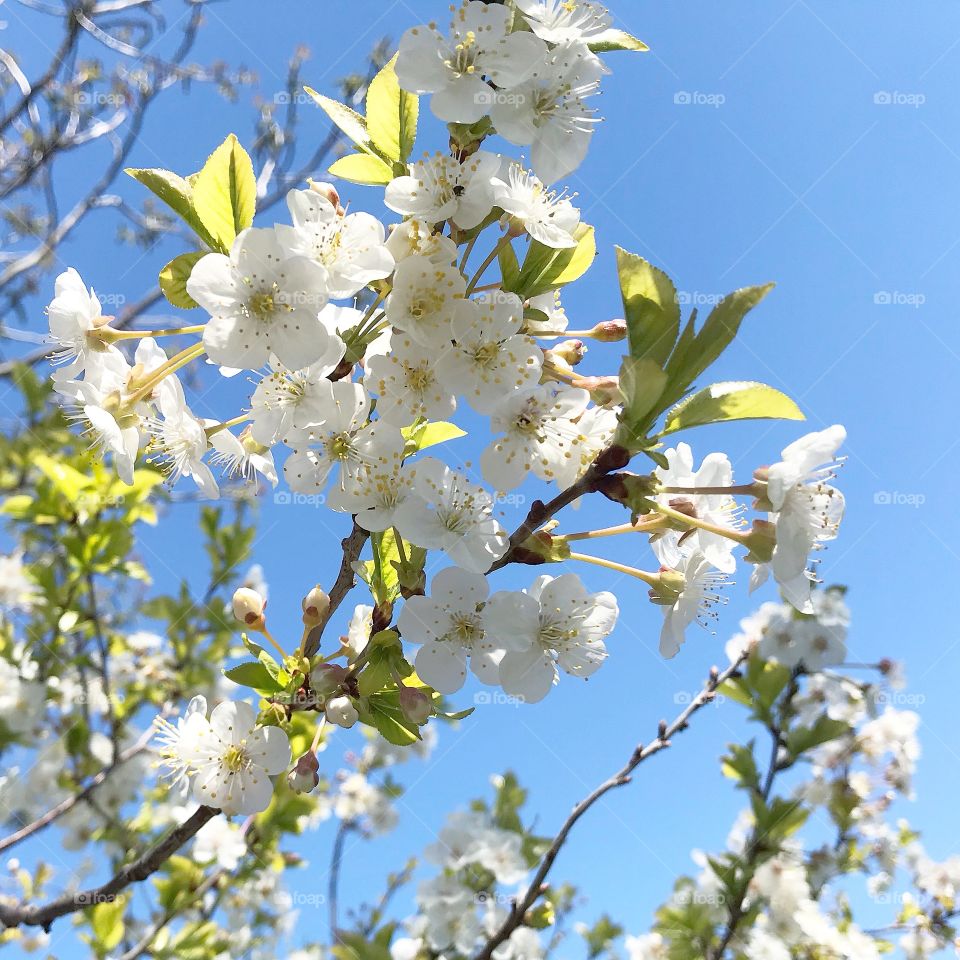 White flower buds on a cherry tree.