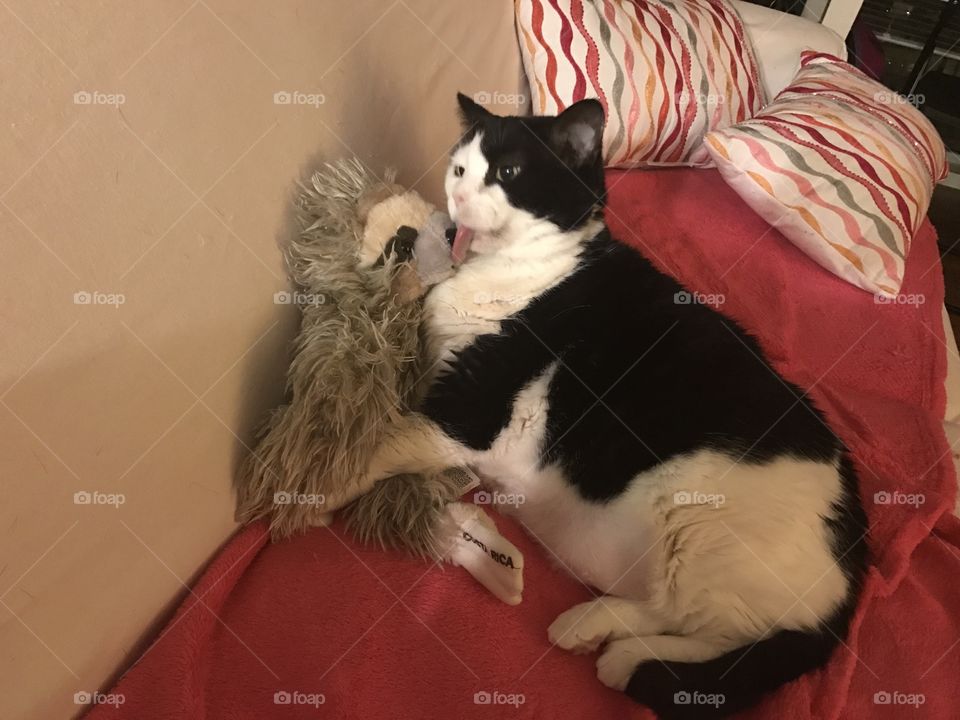 Cat and sloth 