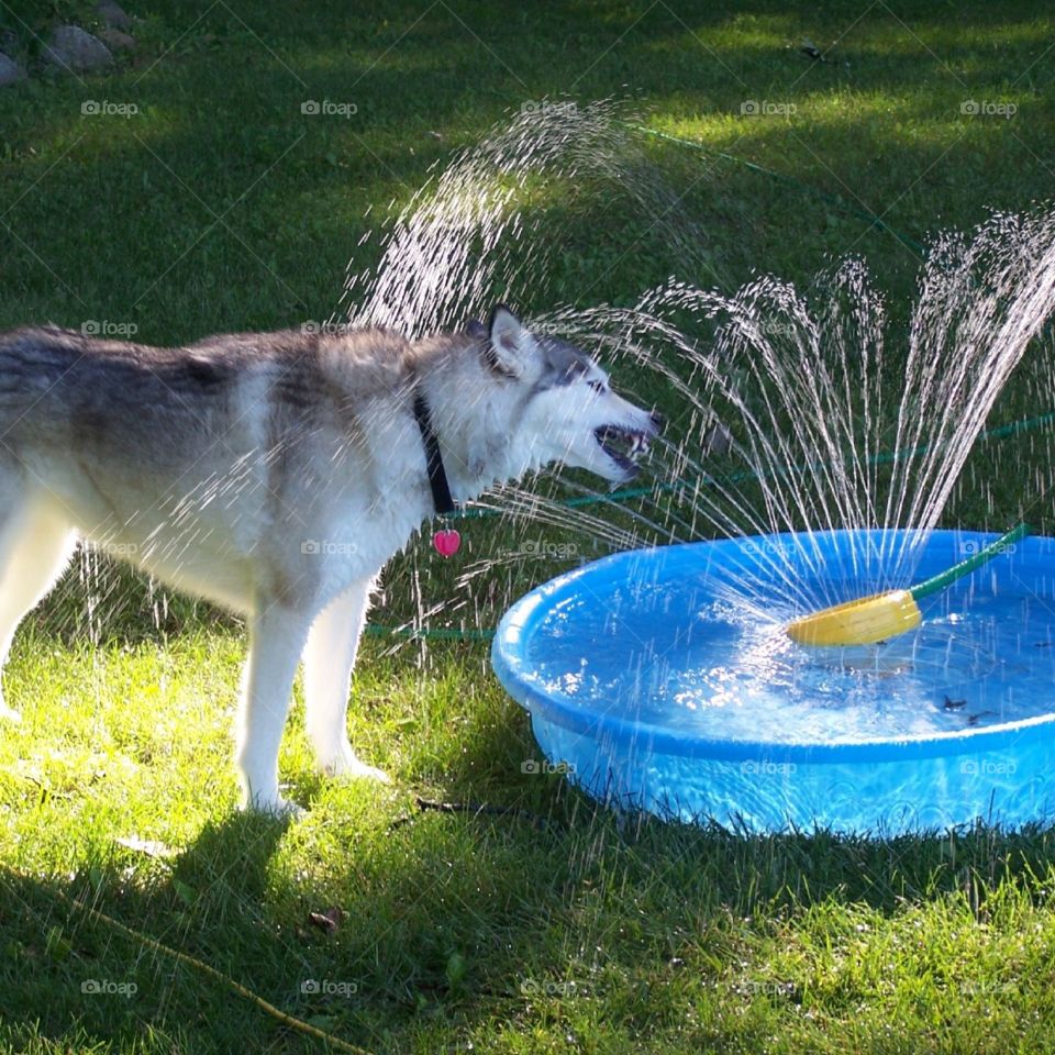 koda. playing on sprinkler