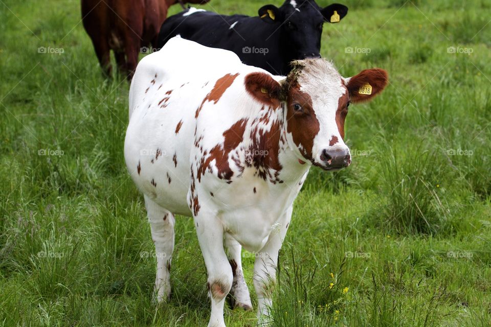 cows on pasture