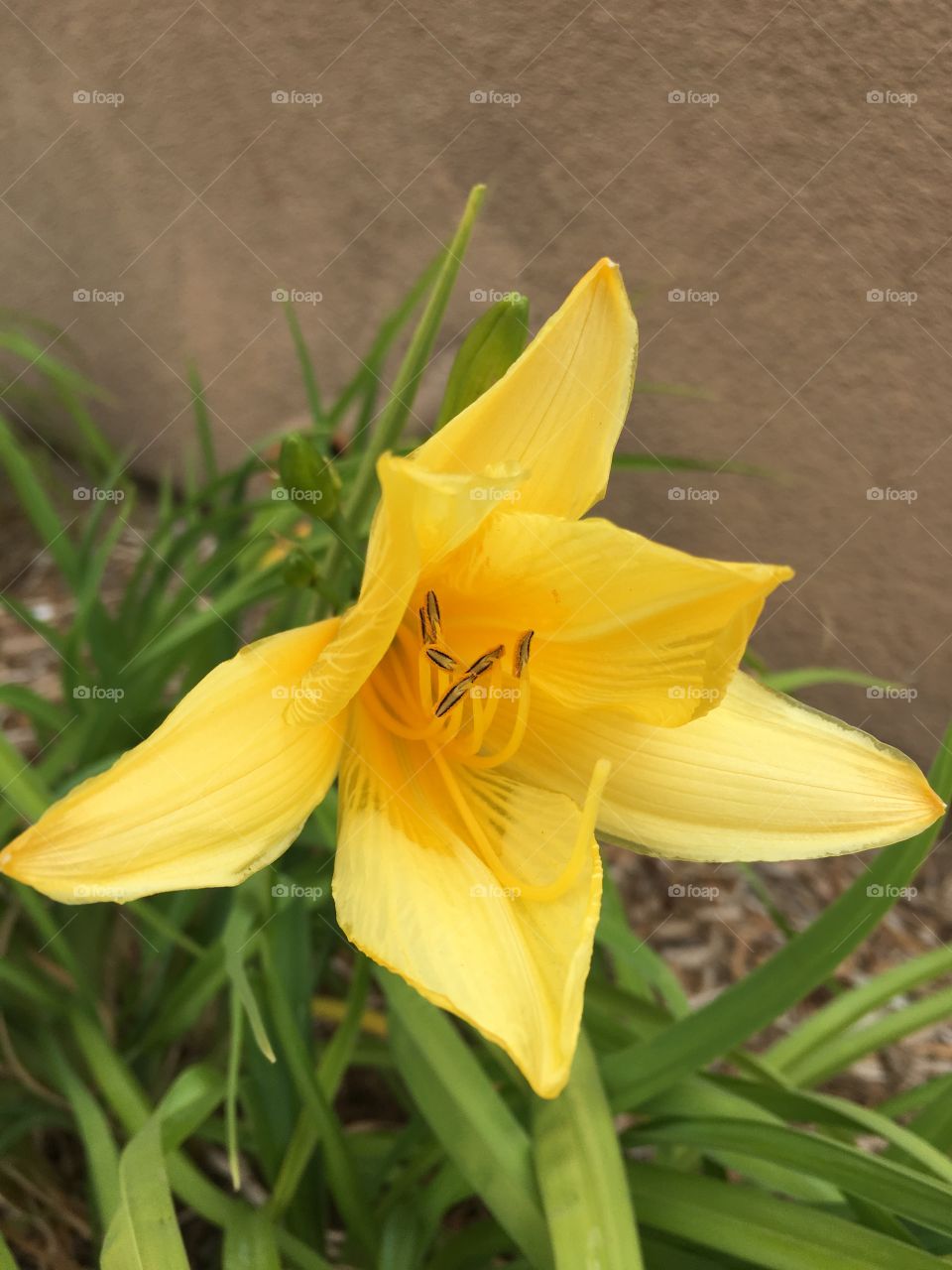Yellow Lilly 