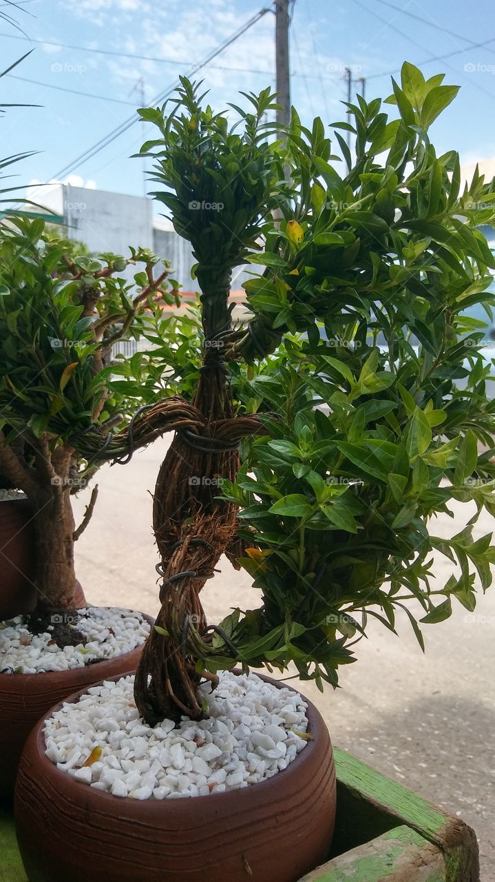 Beautiful Bonsai