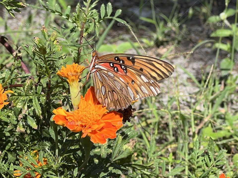 Finally being able to capture a butterfly was the happiest moment of my day! 
