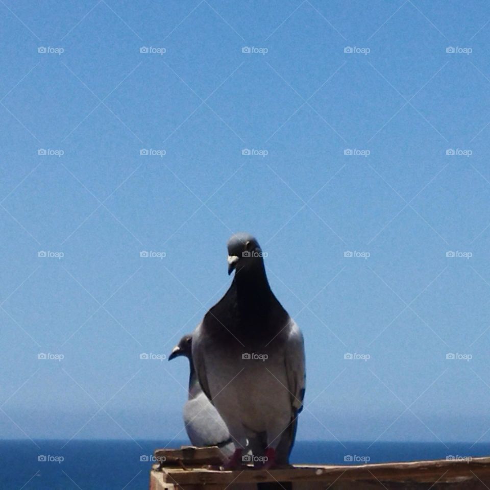 two pigeons looking at camera