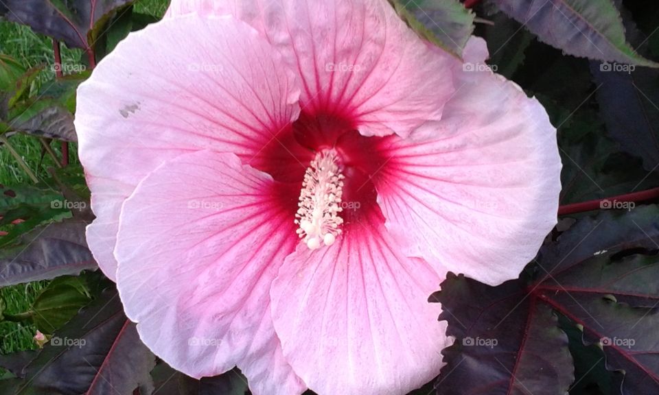 Hibiscus bloom. This was the first bloom from my Hibiscus bush. 