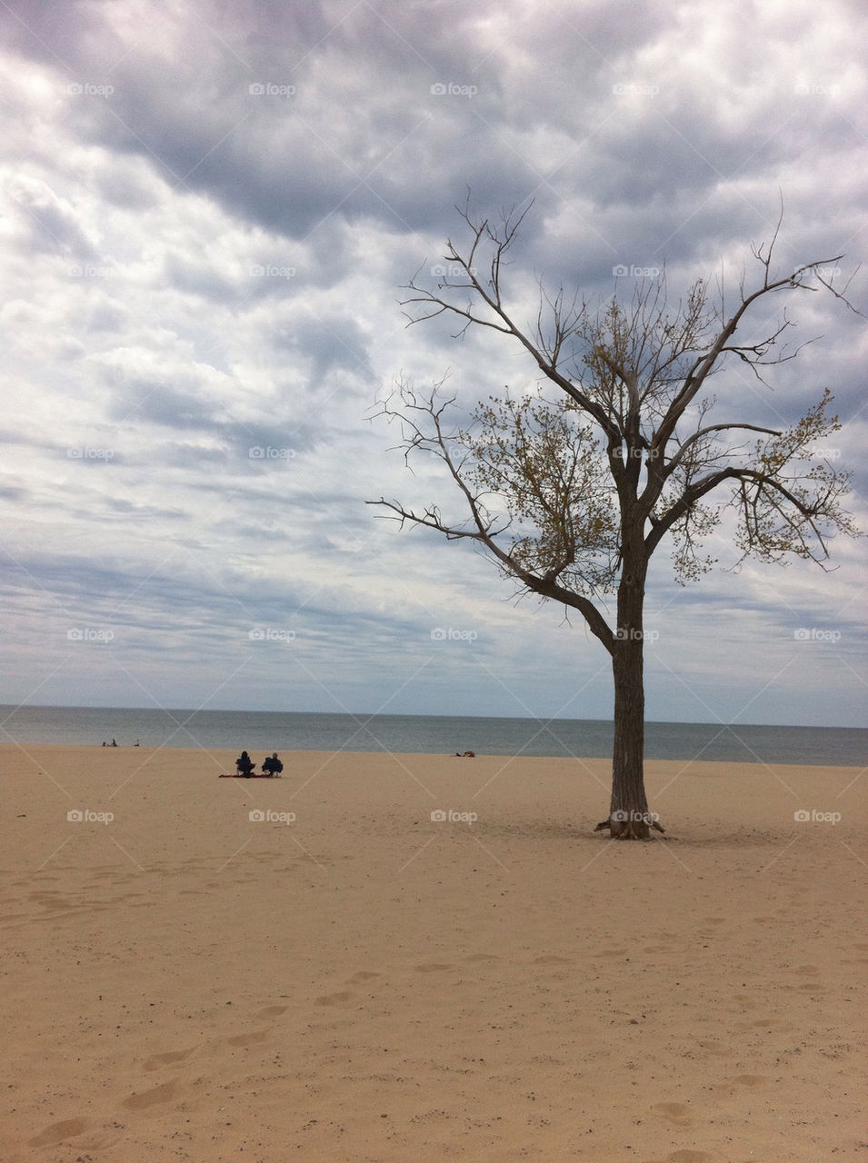 beach sky nature tree by igokor