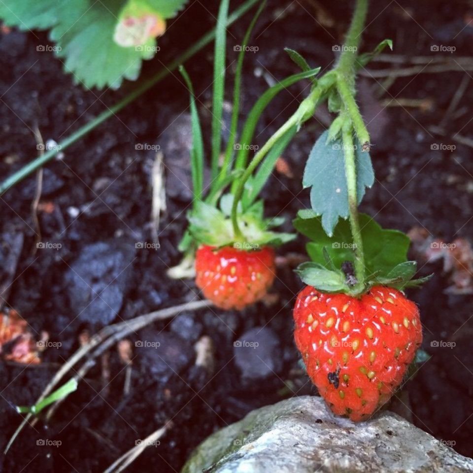 Strawberry garden 😍
