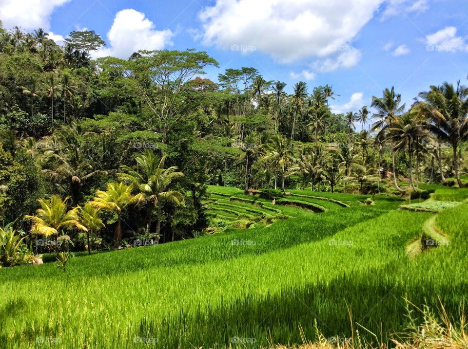 Rice fields / Bali