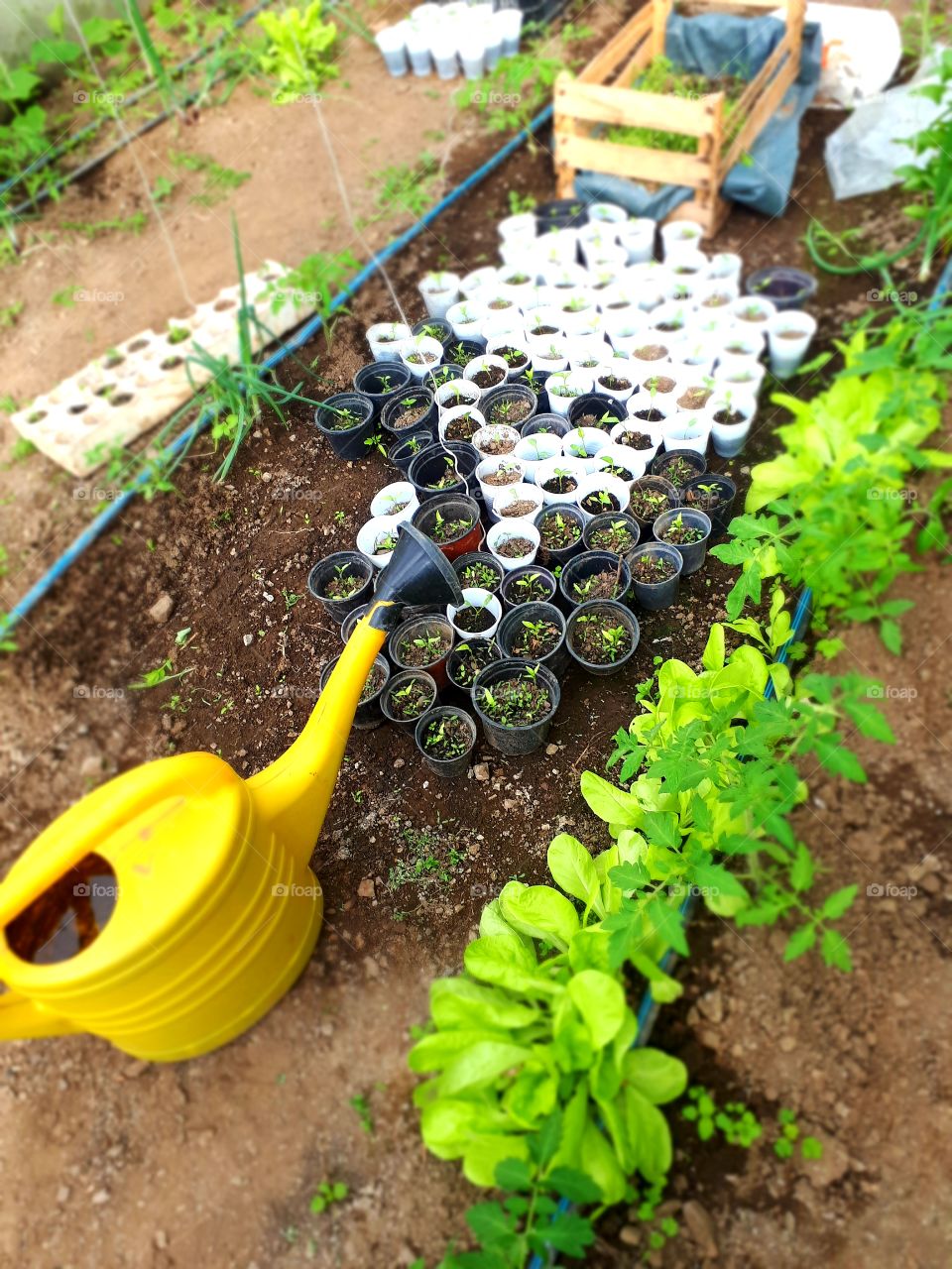 my little greenhouse