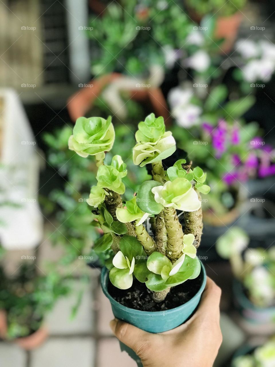 Plant in hands