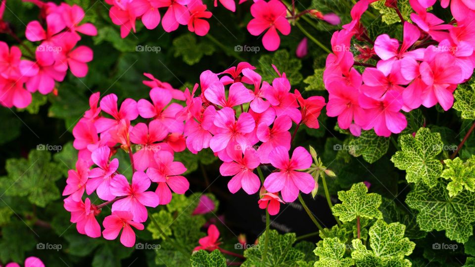 wonderful ... image🖼️
   Beautiful Flower🌼 Leaf🍁