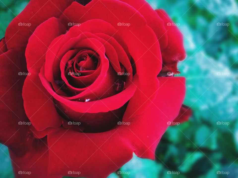 Red color story. Rose