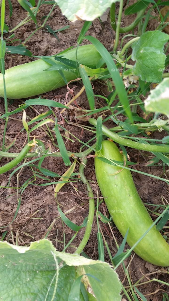 My Garden. Cucumber in my Garden