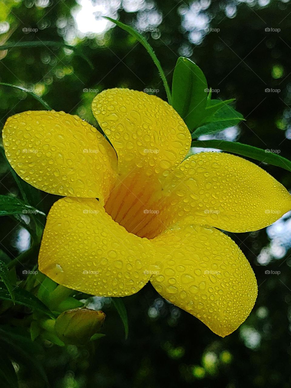 flowers captured