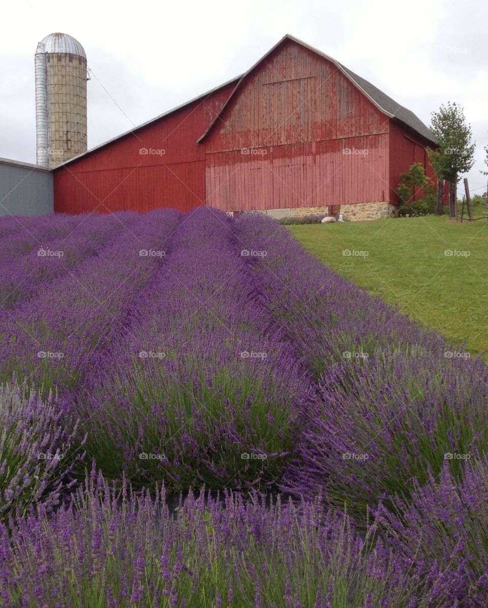 Lavender Farm. A field of lavender with an old red barn. 