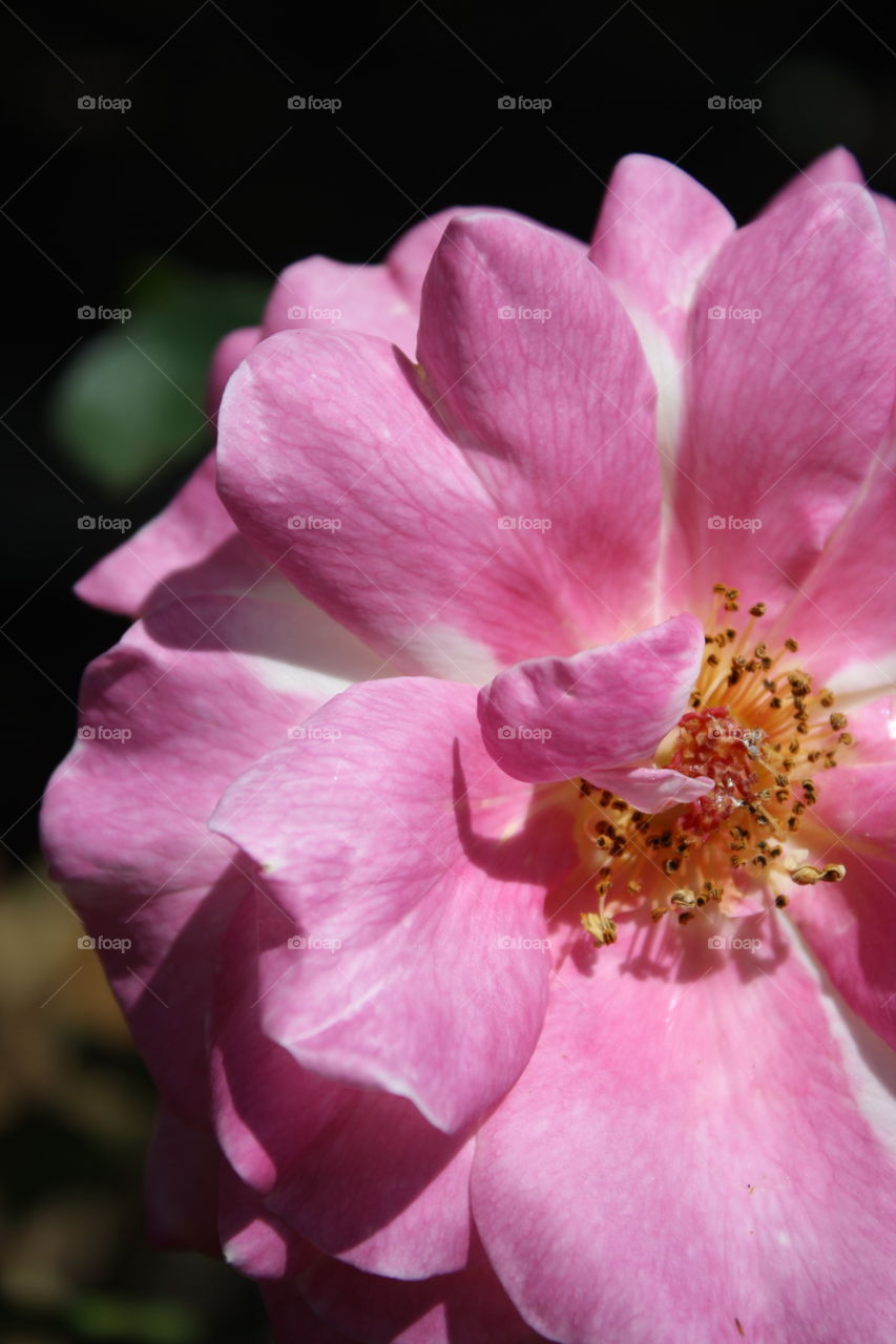 Pink Fairy Rose with Heart Shaped Petals