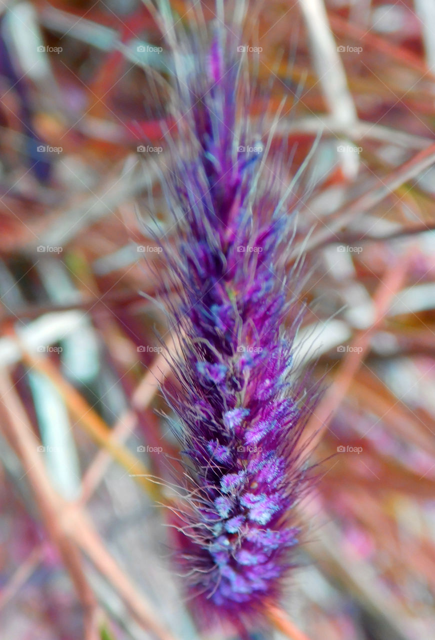 Purple Story: I like the color purple because it is associated with compassion and sensitivity! It symbolizes many of my traits such as;being supportive, having wisdom,dignity,magic,
independence,creativity and mystery! 