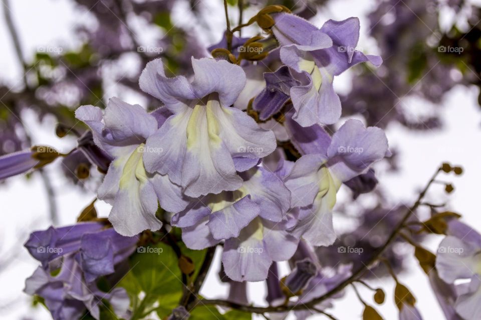 Paulownia or Adam's tree.