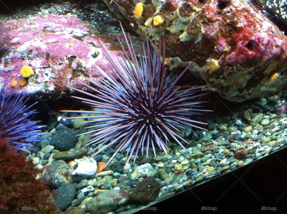 Sea Urchin