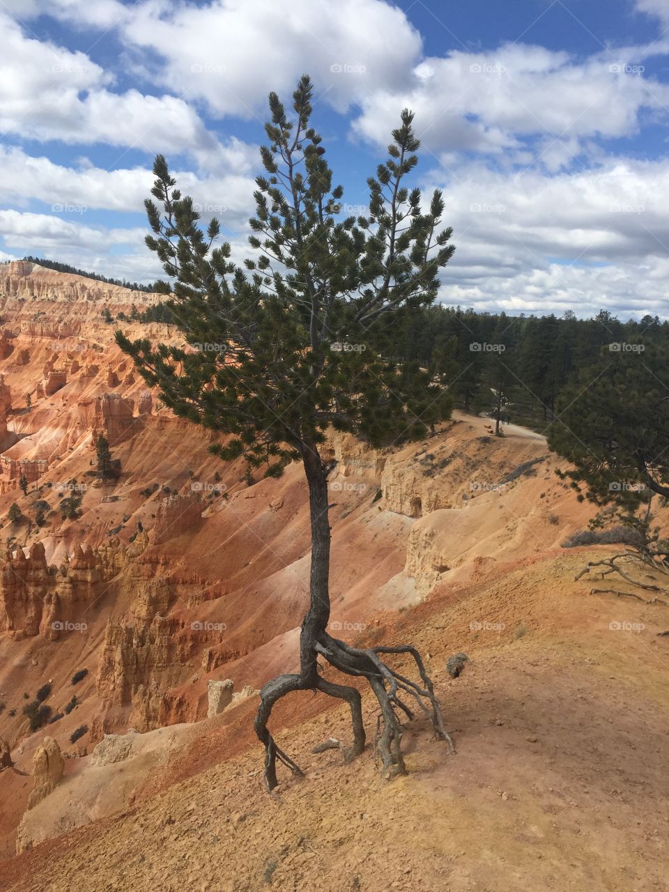 Bryce Canyon tree