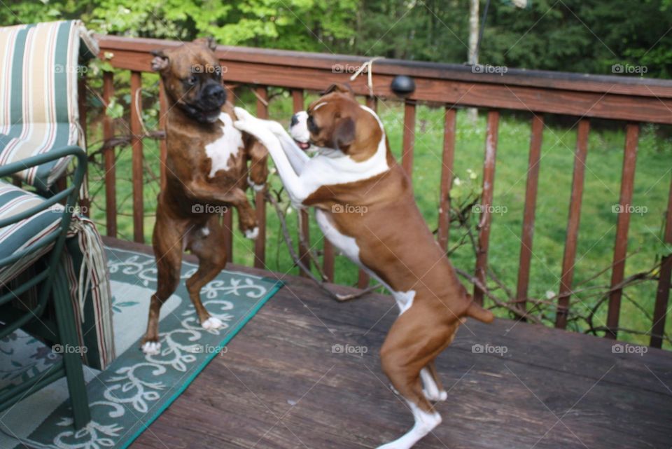 Boxer dogs 