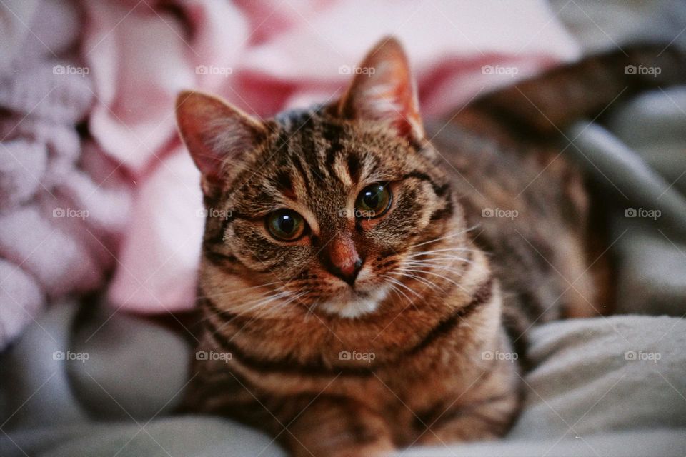 Portrait of a brown cat looking into the camera