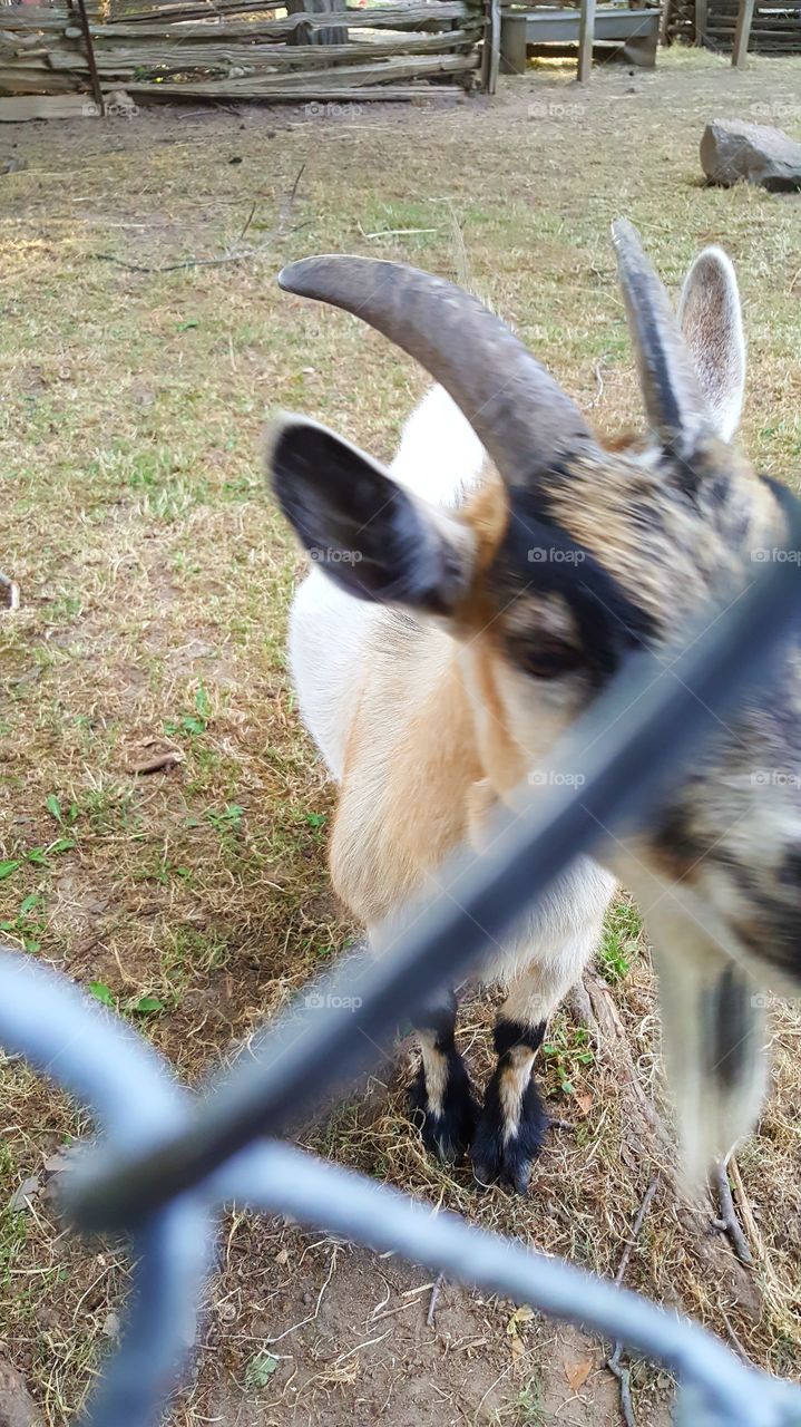 Mammal, Nature, Animal, Grass, Wildlife