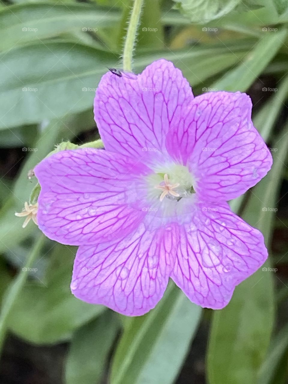 Attractive little wild flower complete with feeding insect.