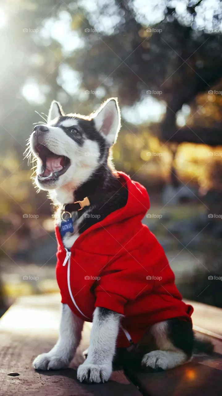 doggy