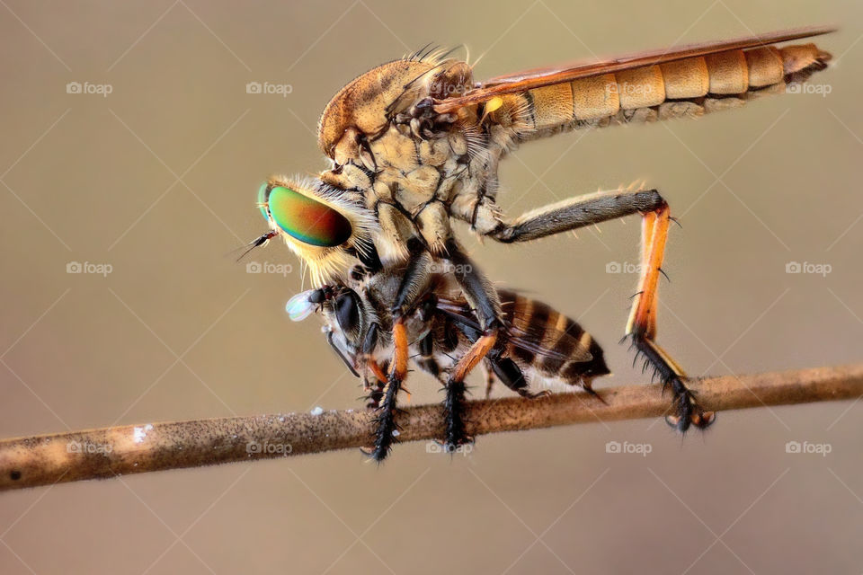 robber fly eat a bee