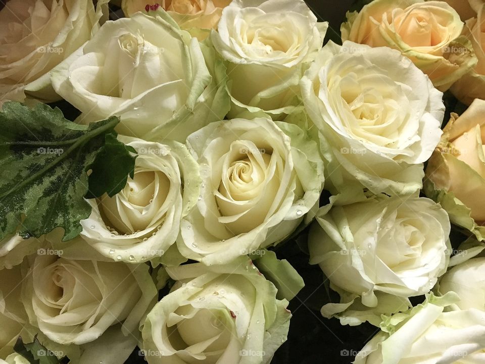 Beautiful bouquet of white roses

