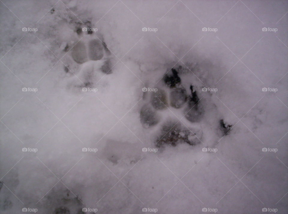 Buddy paw prints in the snow