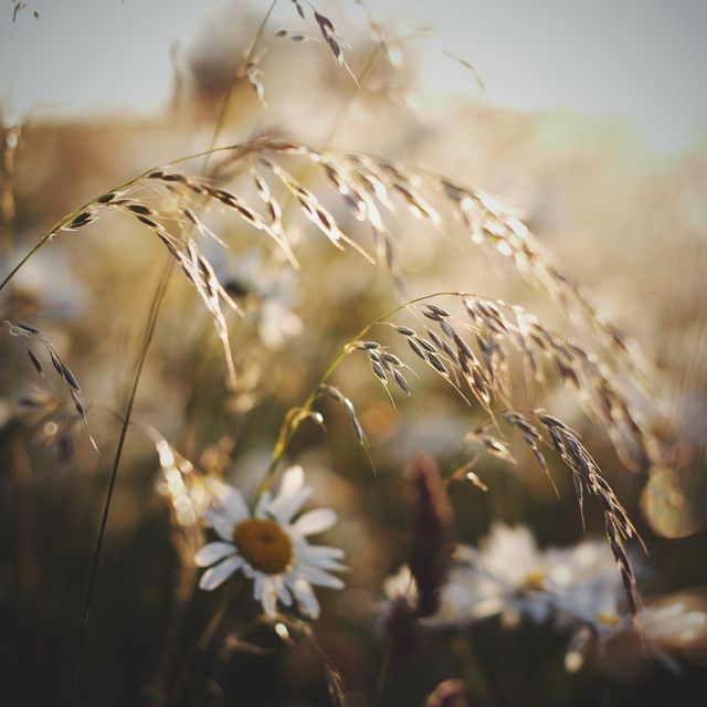 Field, Rural, Sun, Grass, Wheat