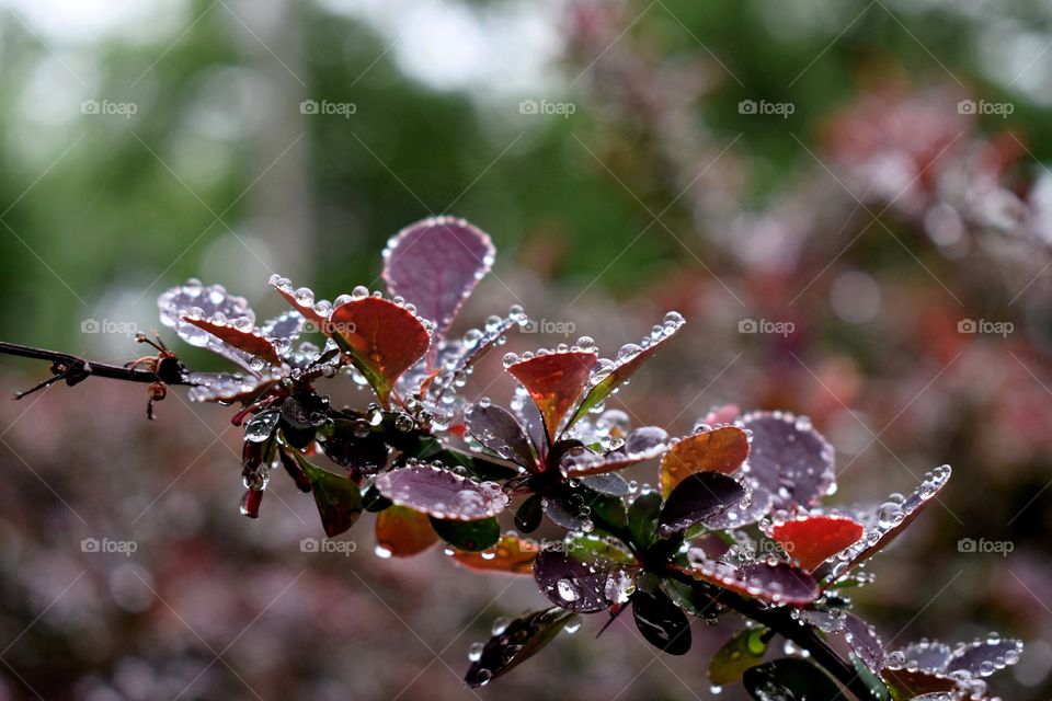 Dew Droplets
