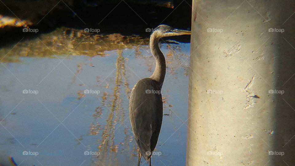 Blue Heron