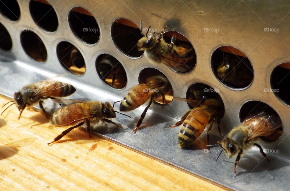 Honeybees at entrance of their beehive