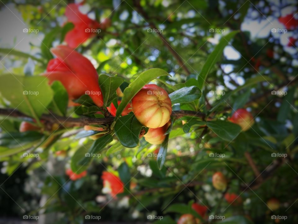 Pomegranate Bud