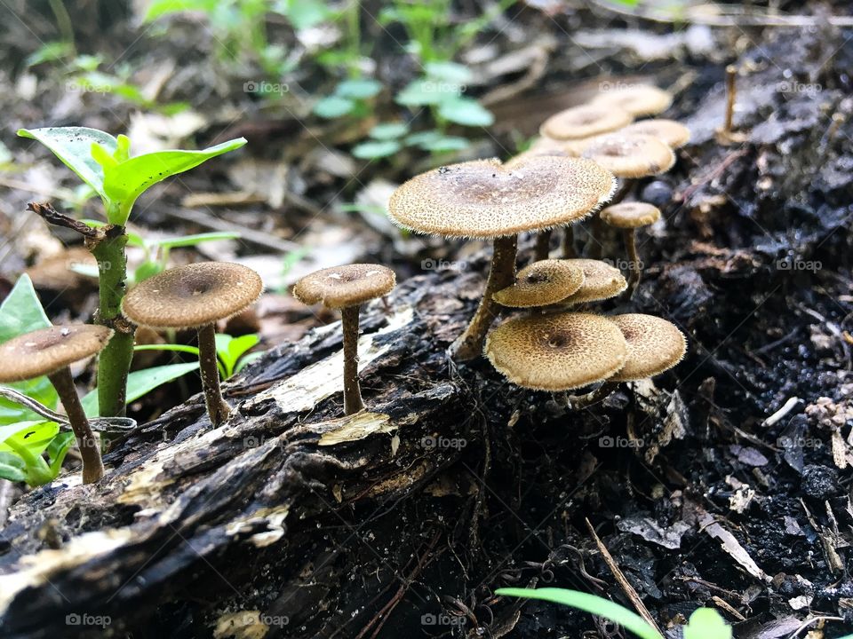 Small mushrooms on a Tuesday 