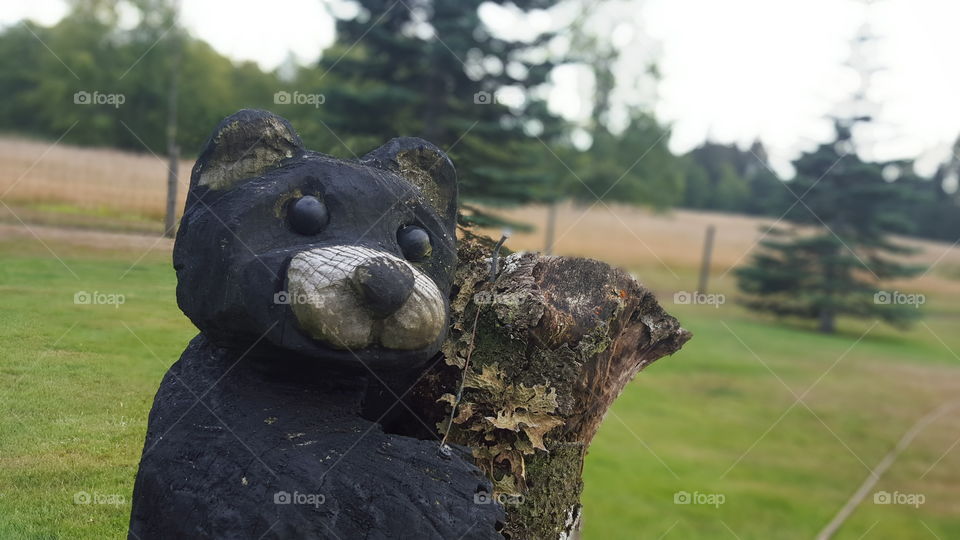 bear on stump