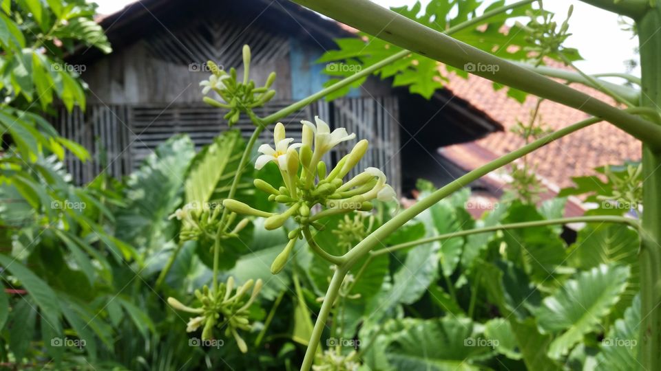 papaya fruit flower photo